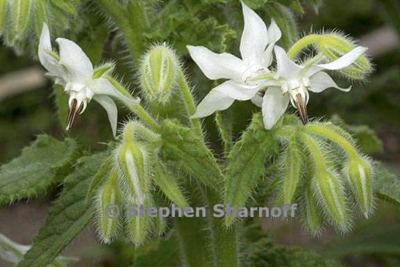 borago officinalis 1 graphic